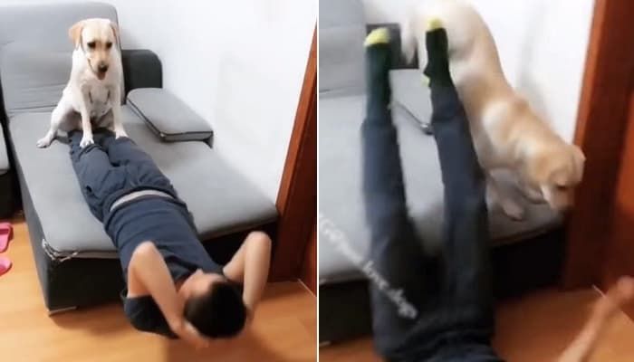 애니멀플래닛