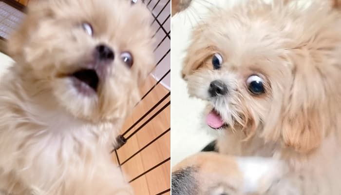 애니멀플래닛