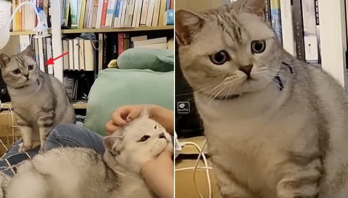 애니멀플래닛