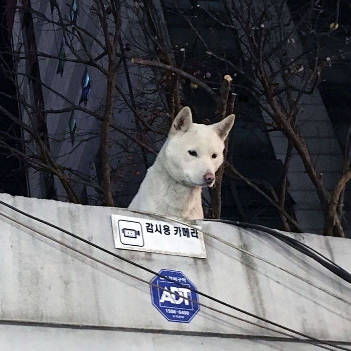 애니멀플래닛