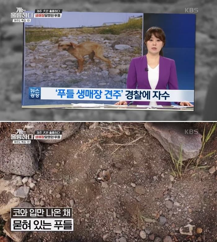 애니멀플래닛