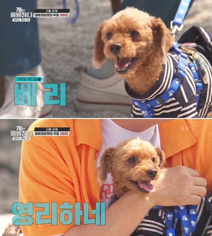 애니멀플래닛