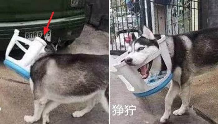 애니멀플래닛