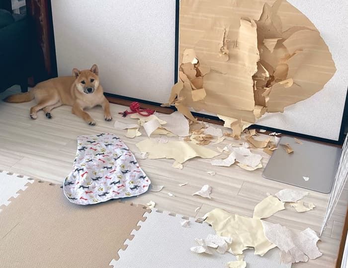 애니멀플래닛