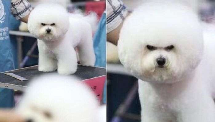 애니멀플래닛