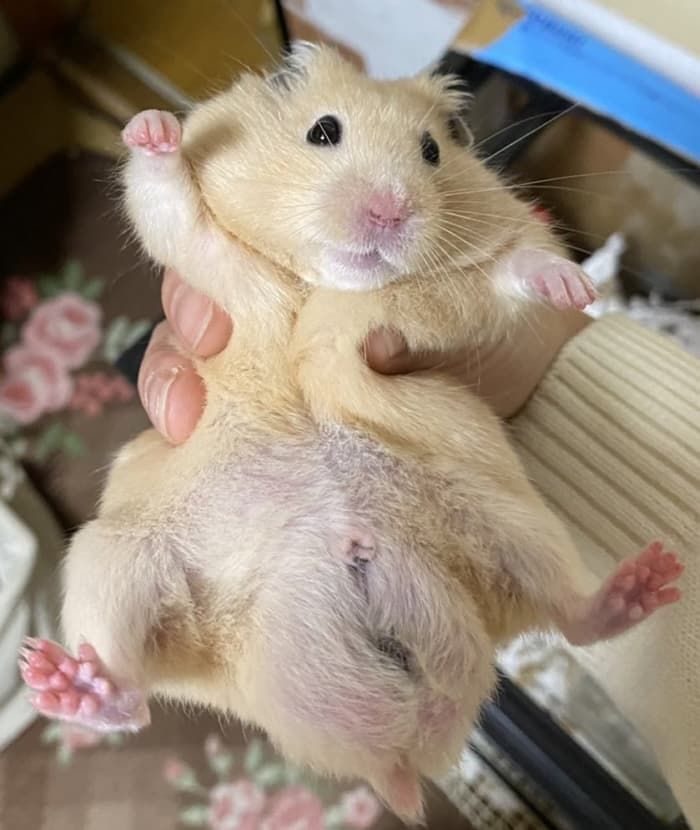 애니멀플래닛
