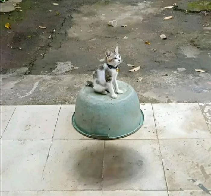애니멀플래닛