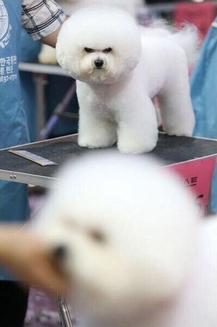 애니멀플래닛