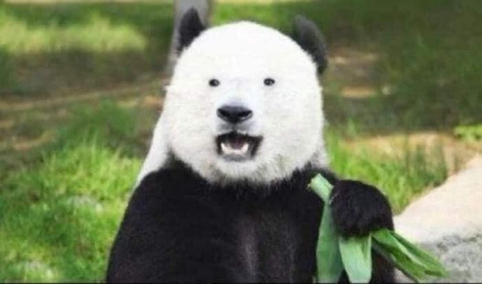 애니멀플래닛