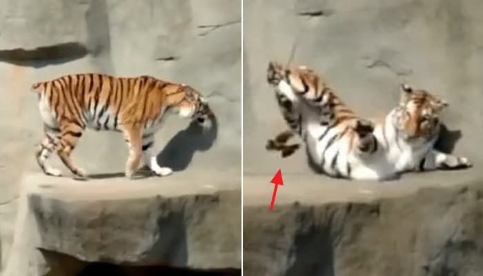 애니멀플래닛