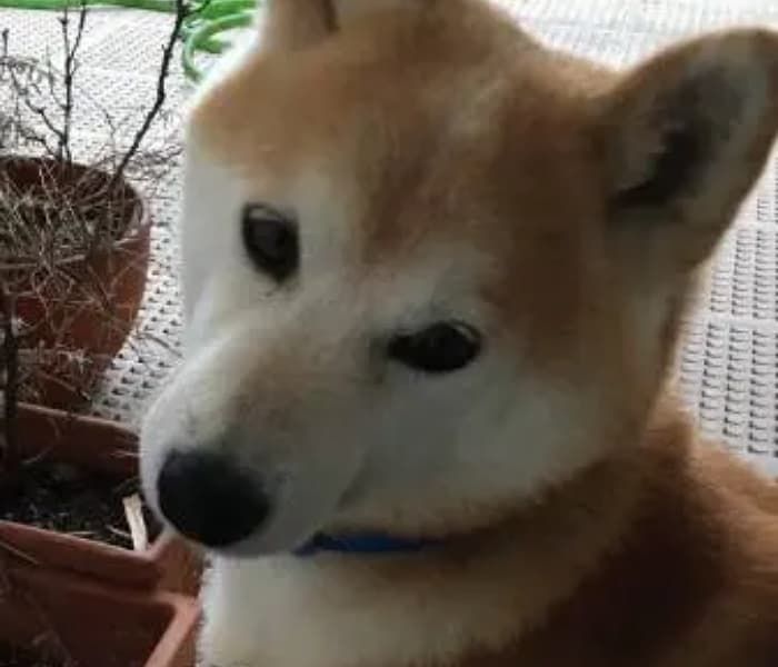 애니멀플래닛