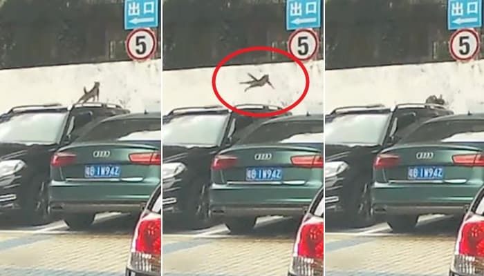애니멀플래닛