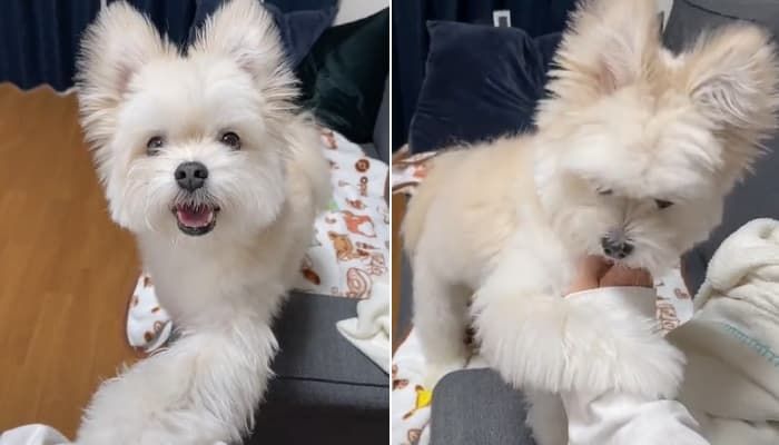 애니멀플래닛