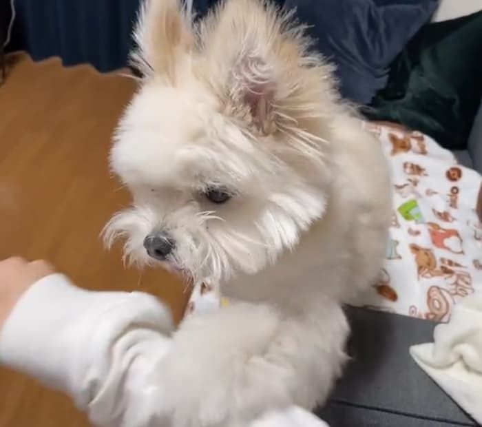 애니멀플래닛