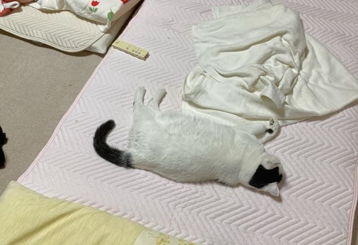 애니멀플래닛