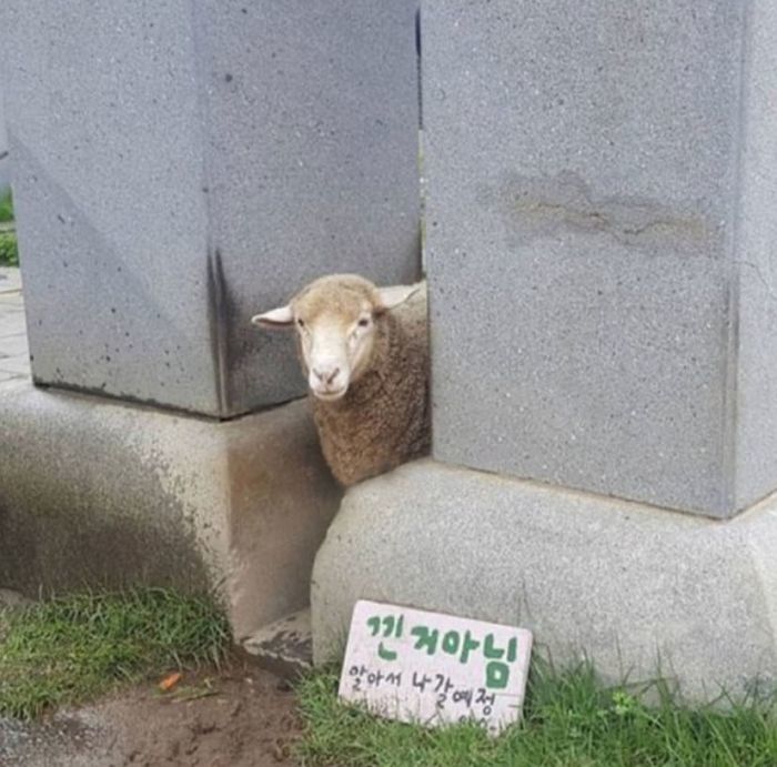 애니멀플래닛