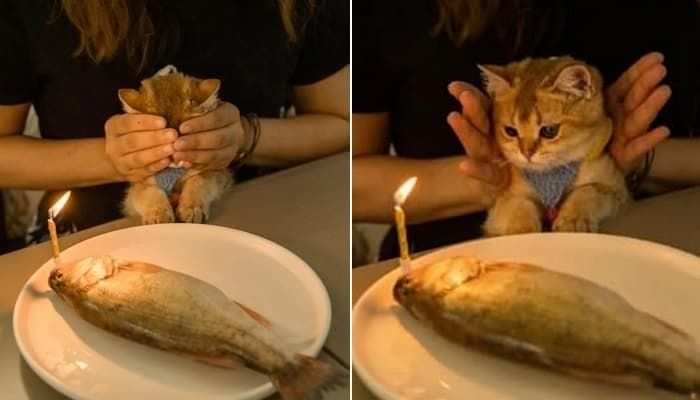 생일 맞아 집사가 정성스레 준비한 '물고기 케이크' 선물 받은 고양이가 지어 보인 표정