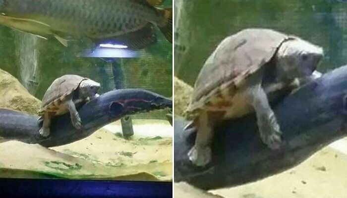 애니멀플래닛