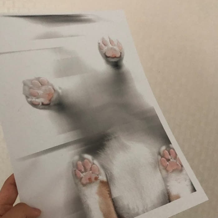 애니멀플래닛