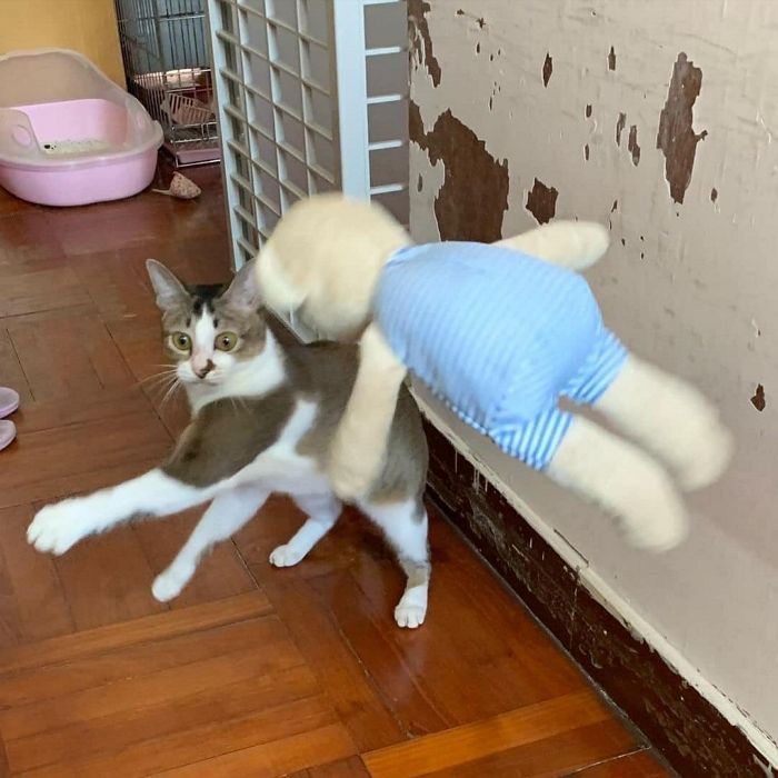 애니멀플래닛