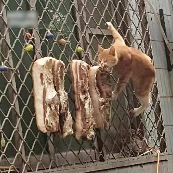 애니멀플래닛