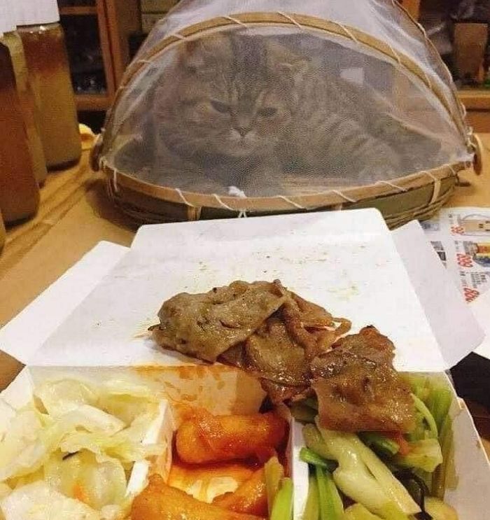 애니멀플래닛