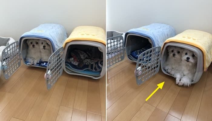 애니멀플래닛