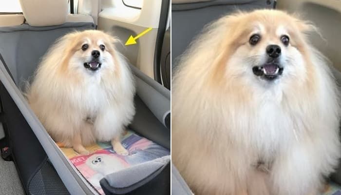 애니멀플래닛