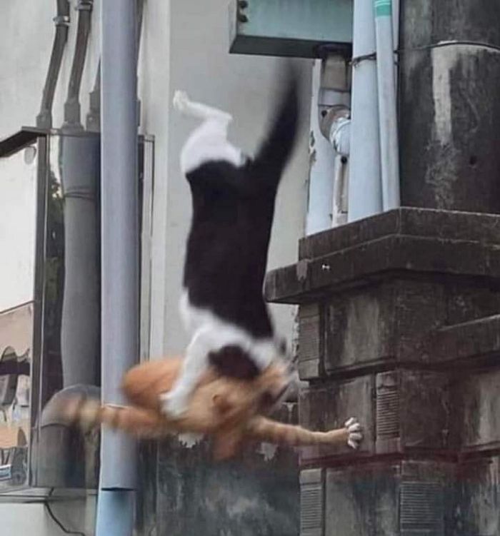 애니멀플래닛