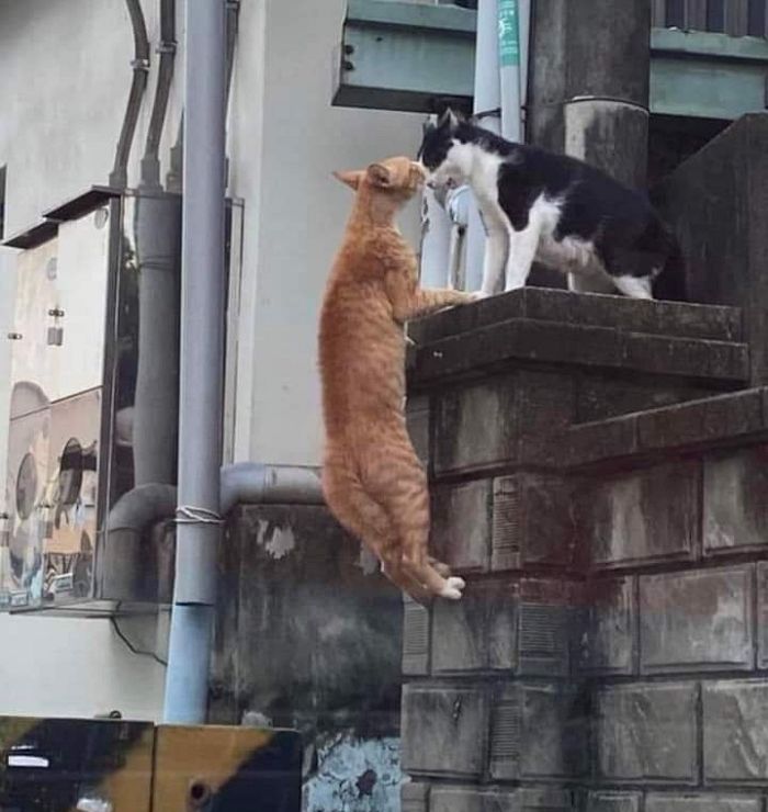 애니멀플래닛