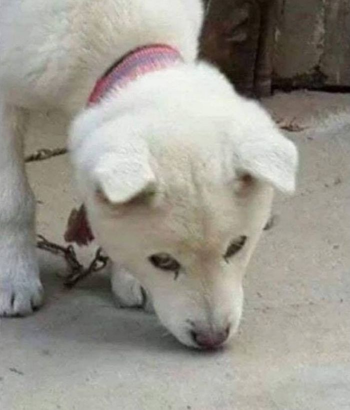 애니멀플래닛