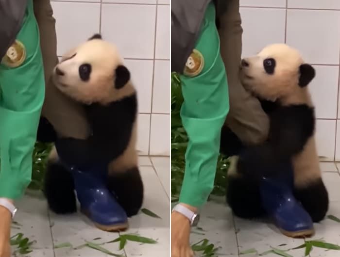 애니멀플래닛