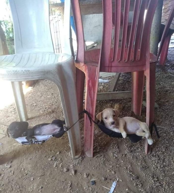애니멀플래닛