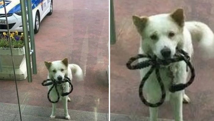 애니멀플래닛