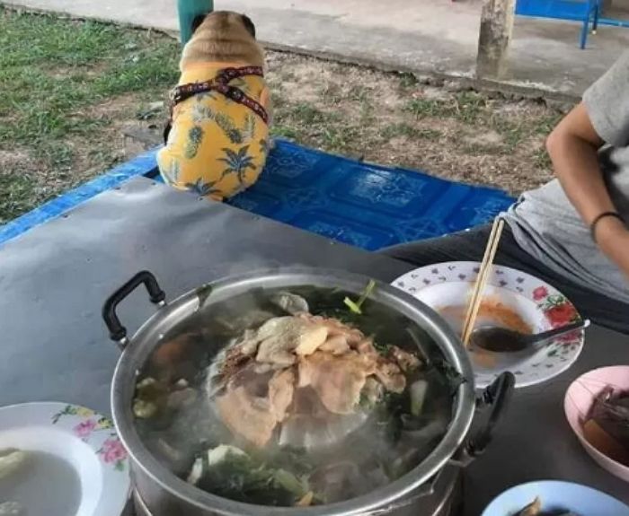 애니멀플래닛