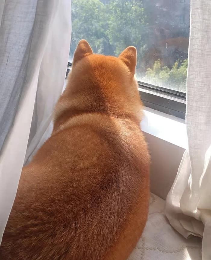 애니멀플래닛