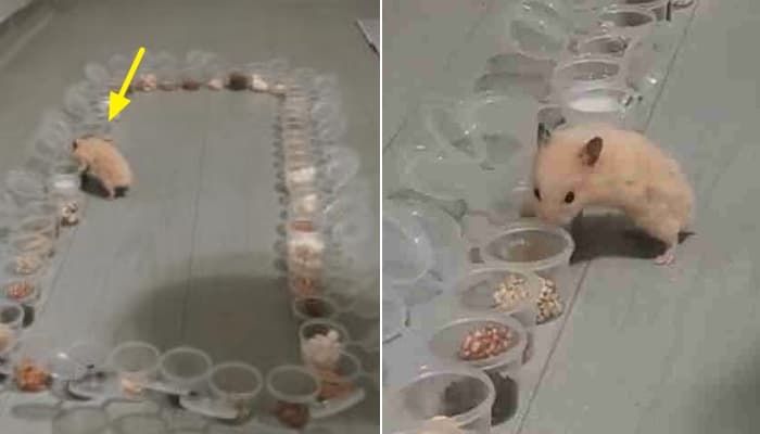 애니멀플래닛