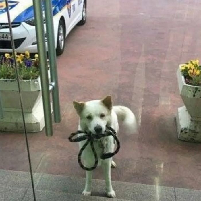 애니멀플래닛