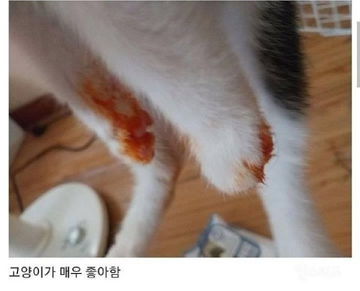 애니멀플래닛