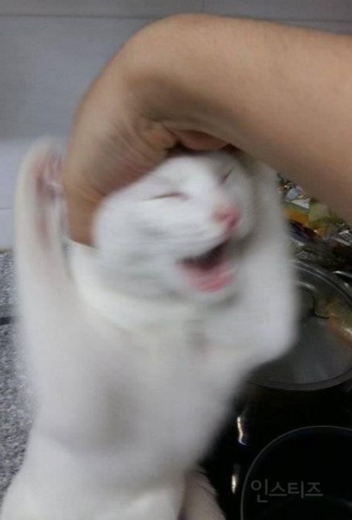 애니멀플래닛
