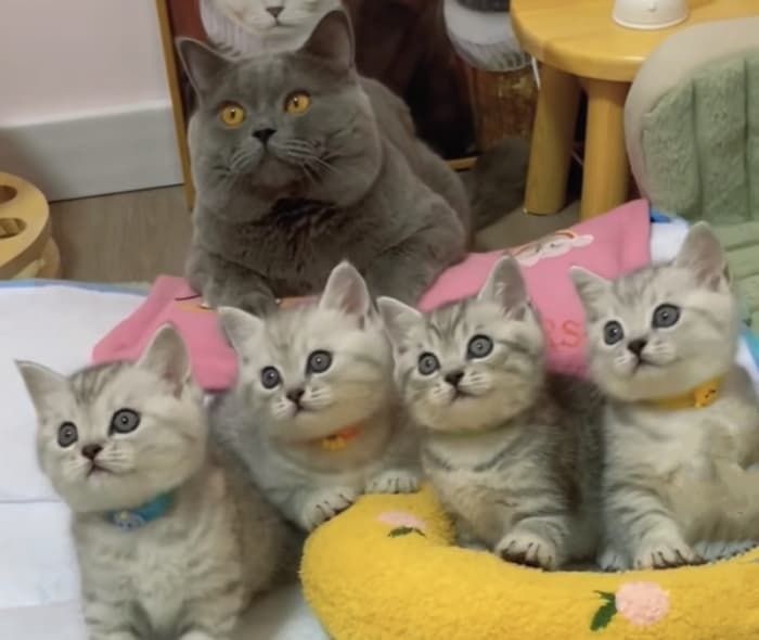 애니멀플래닛