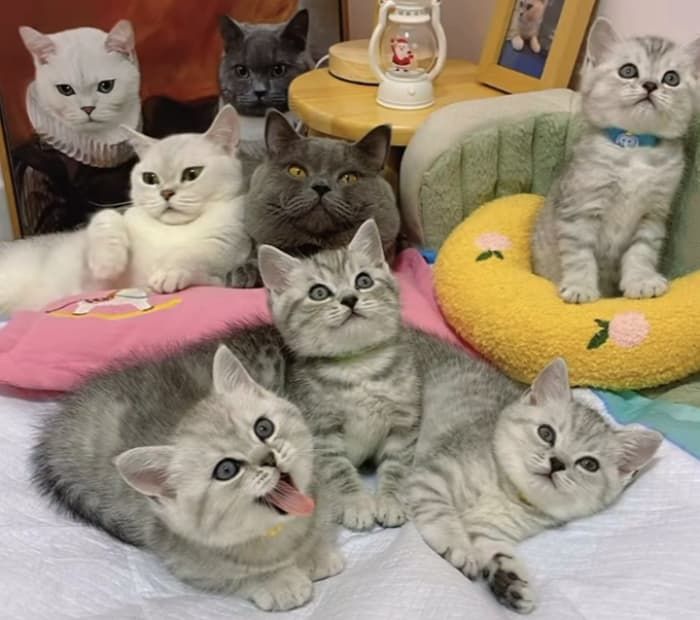 애니멀플래닛