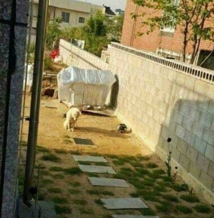 애니멀플래닛