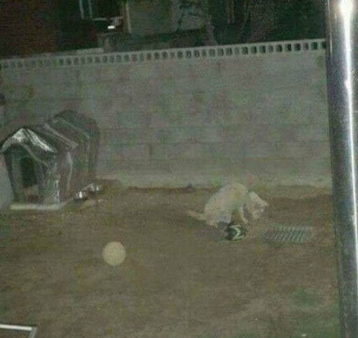 애니멀플래닛
