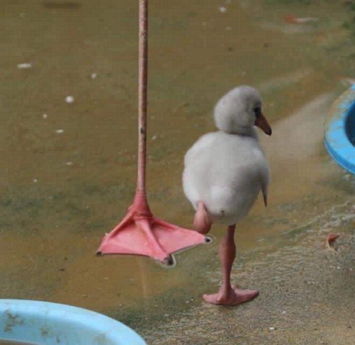 애니멀플래닛