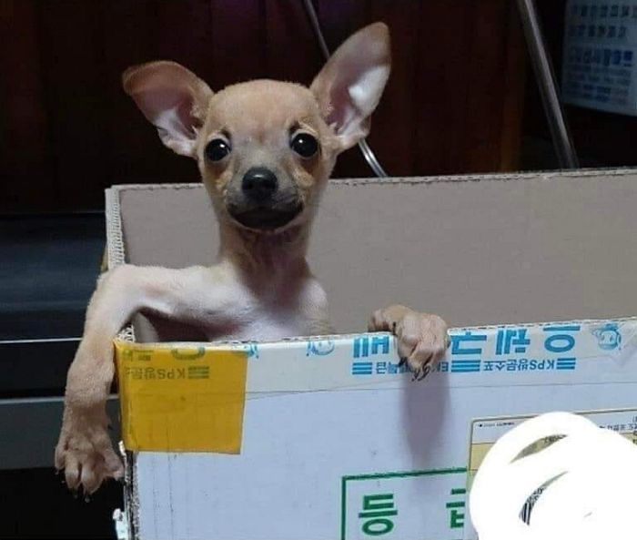 애니멀플래닛