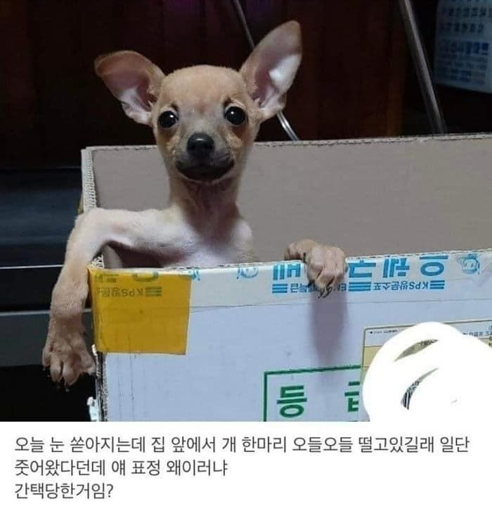 애니멀플래닛
