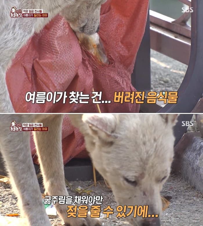 애니멀플래닛