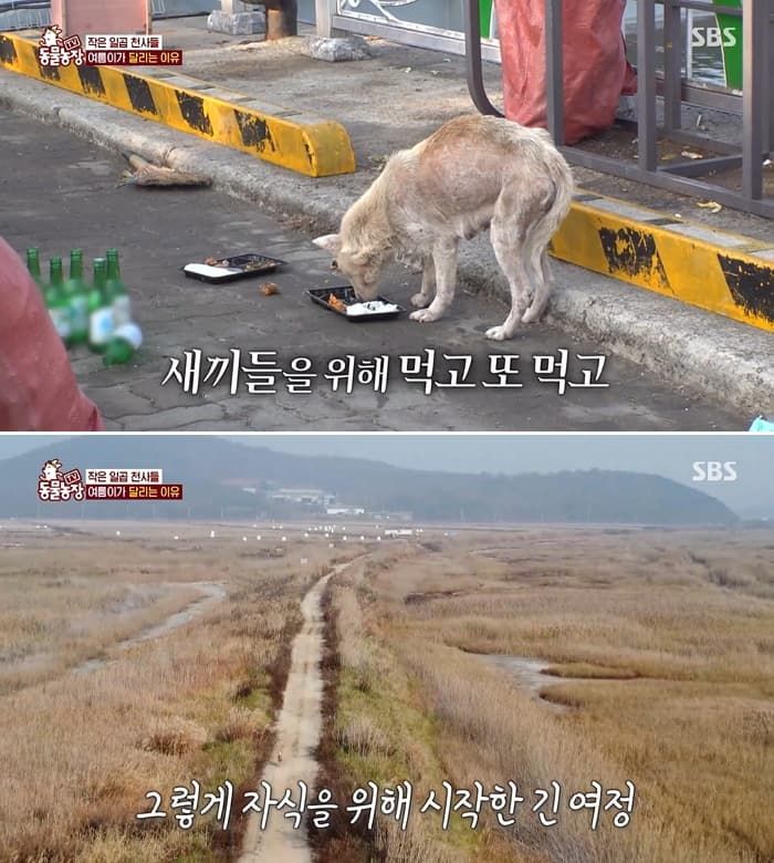 애니멀플래닛