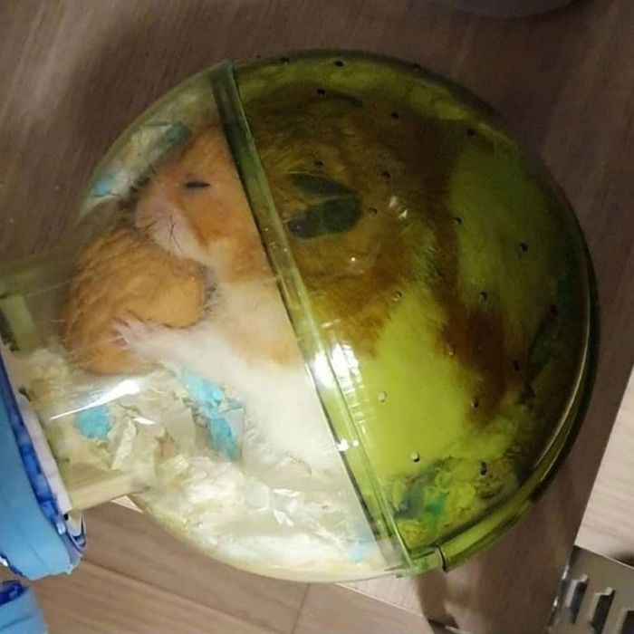 애니멀플래닛